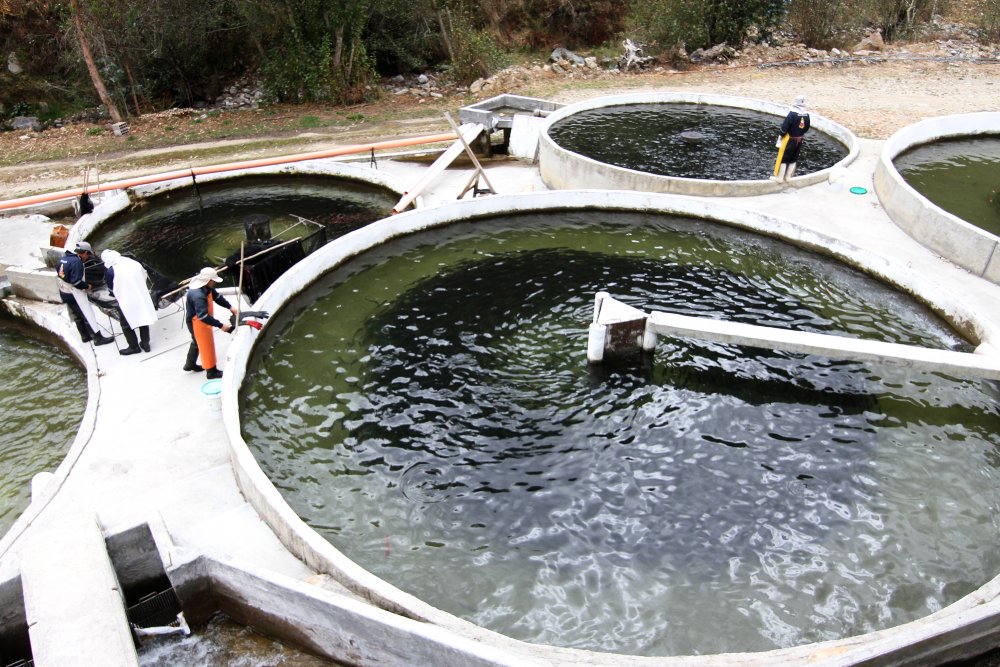 Acuicultura 21.jpg