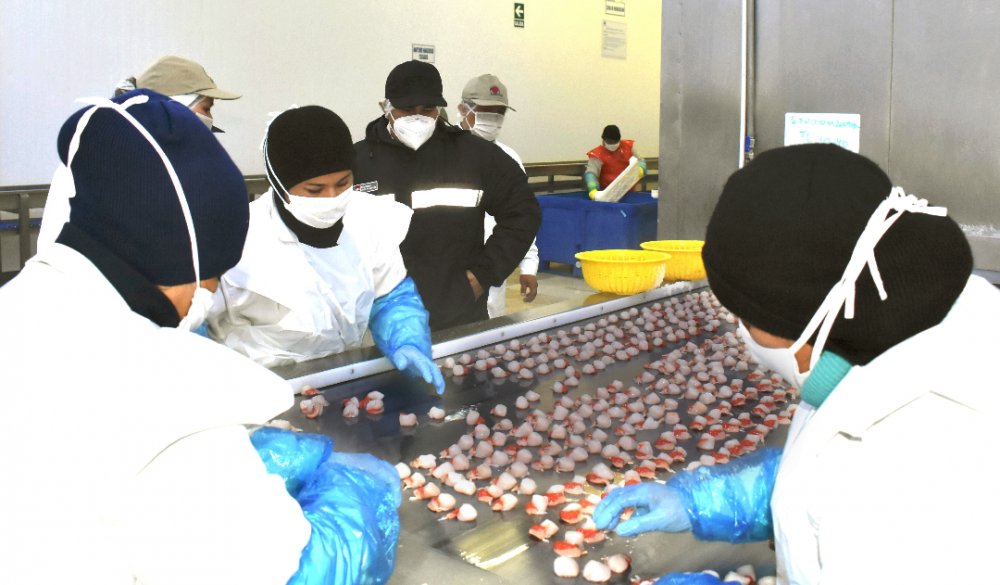 Conchas de abanico 22 (1) (1).jpg