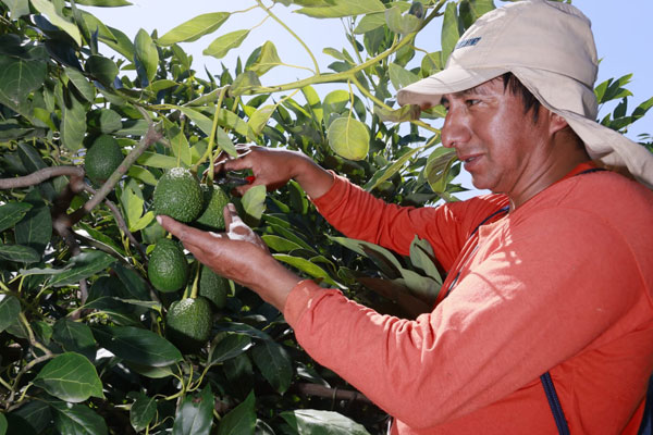 exportacion-paltas-ancashinas.jpg