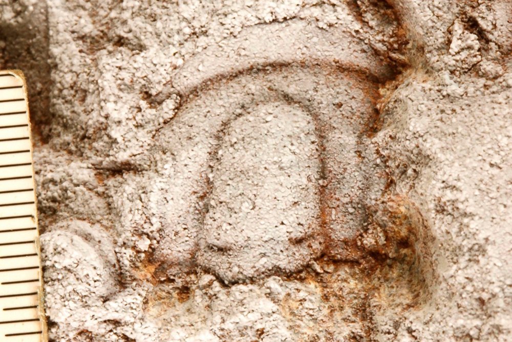 fosil-de-umarichi1.jpg