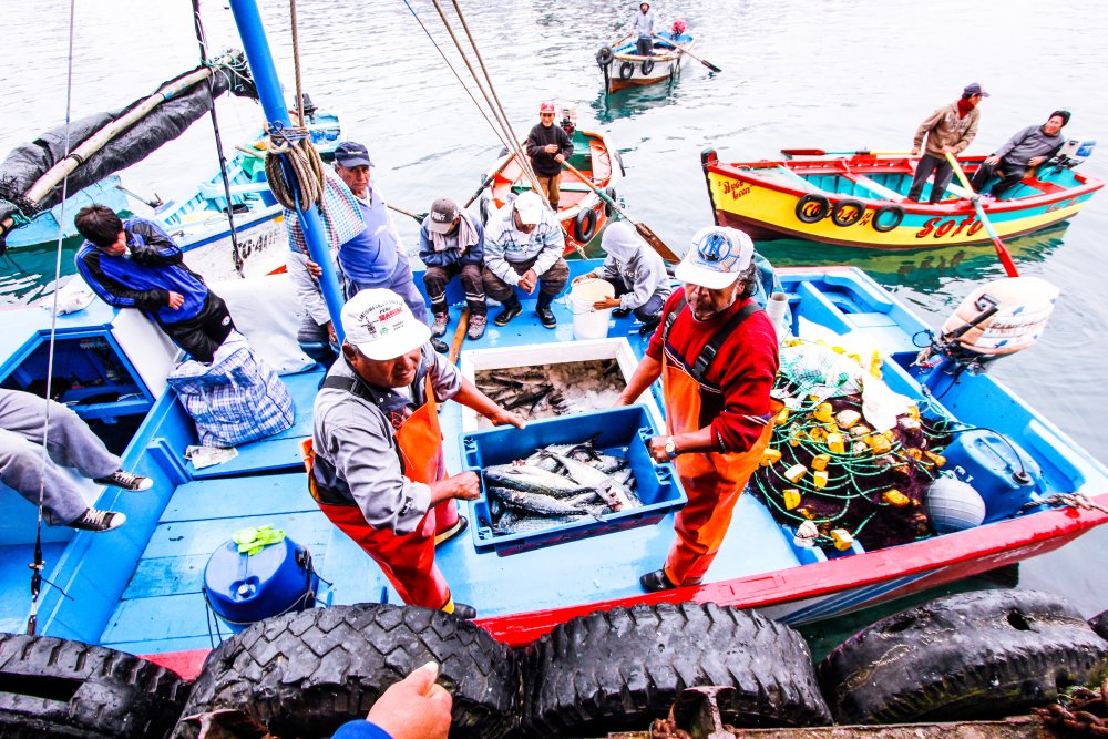 Pesca 12 (1).jpg.jpeg