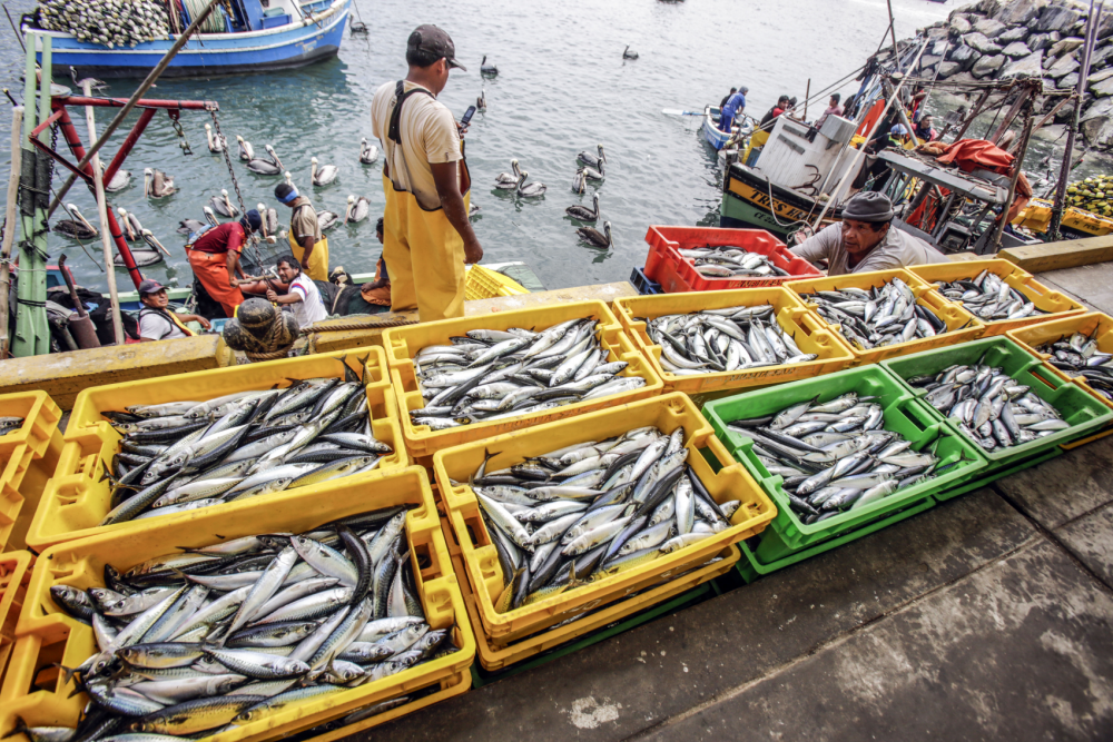 Pesca 9.png
