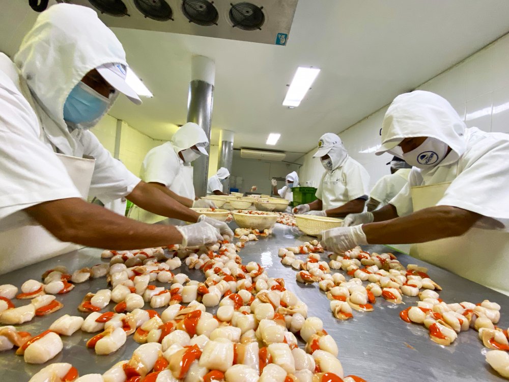 Planta conchas 3.jpg