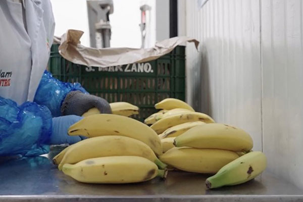platanos-san-marcos.jpg