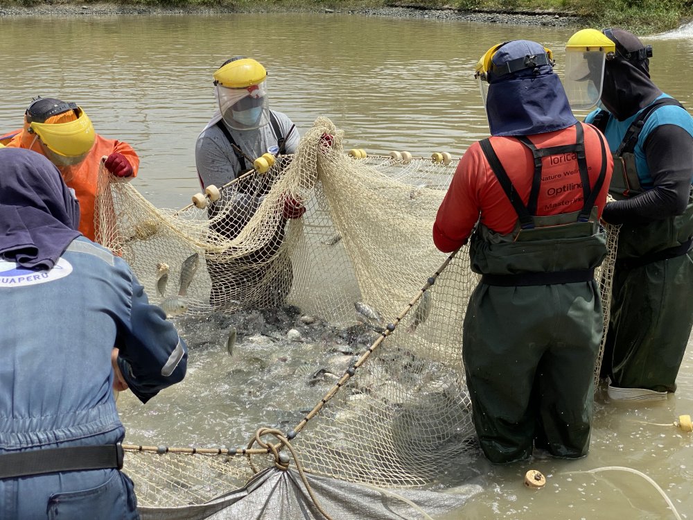 tilapia.jpg