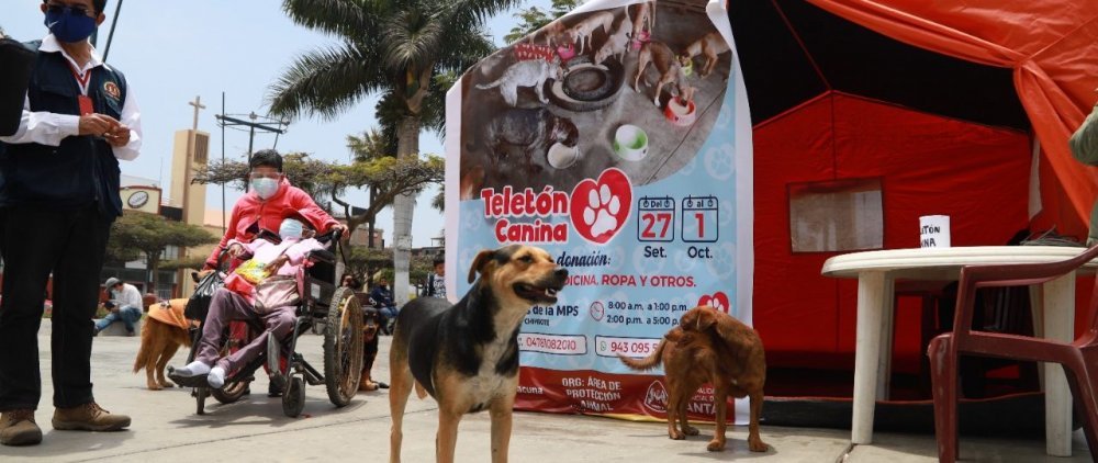 Municipalidad Provincial del Santa inició Teletón Canina para ayudar a perros callejeros de Chimbote