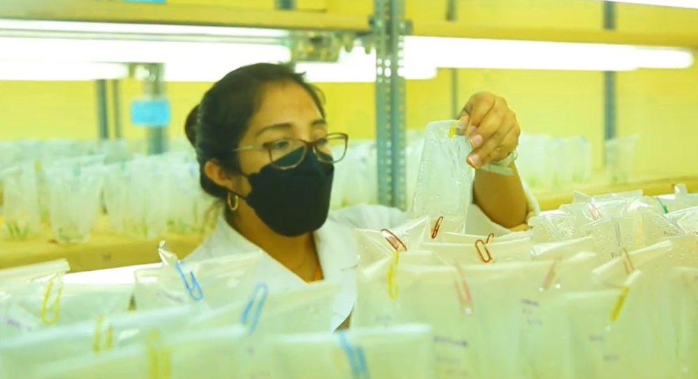 Proyecto Especial Chinecas inició producción de pitahaya a través del cultivo “in vitro”