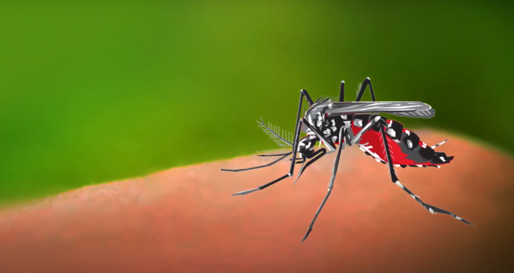 Casma: Casos de dengue ya superan los 1,500