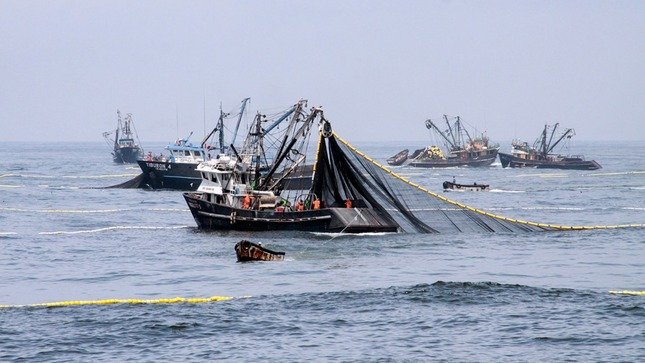 Más de un millón y medio de toneladas de anchoveta se pescaron en Chimbote, Pisco y Callao