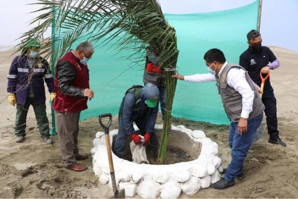 Balneario de Tuquillo recibe donación de 360 plantones de palmeras Phoenix