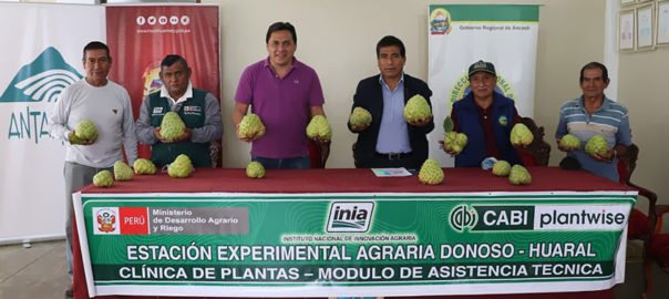 Antamina impulsa el cultivo de chirimoya en el Valle de Huarmey de la mano con los productores locales