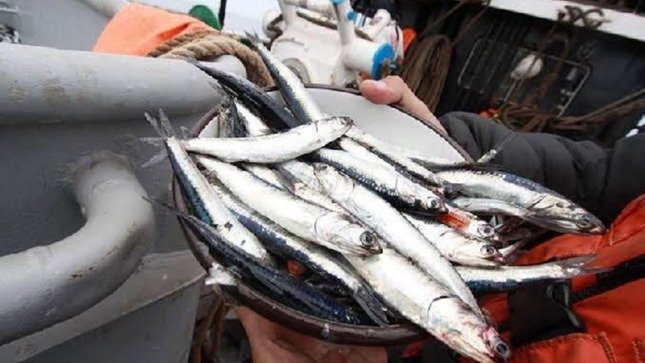 Se capturaron más de 2.34 millones de toneladas de anchoveta en la primera temporada de la zona Norte-Centro