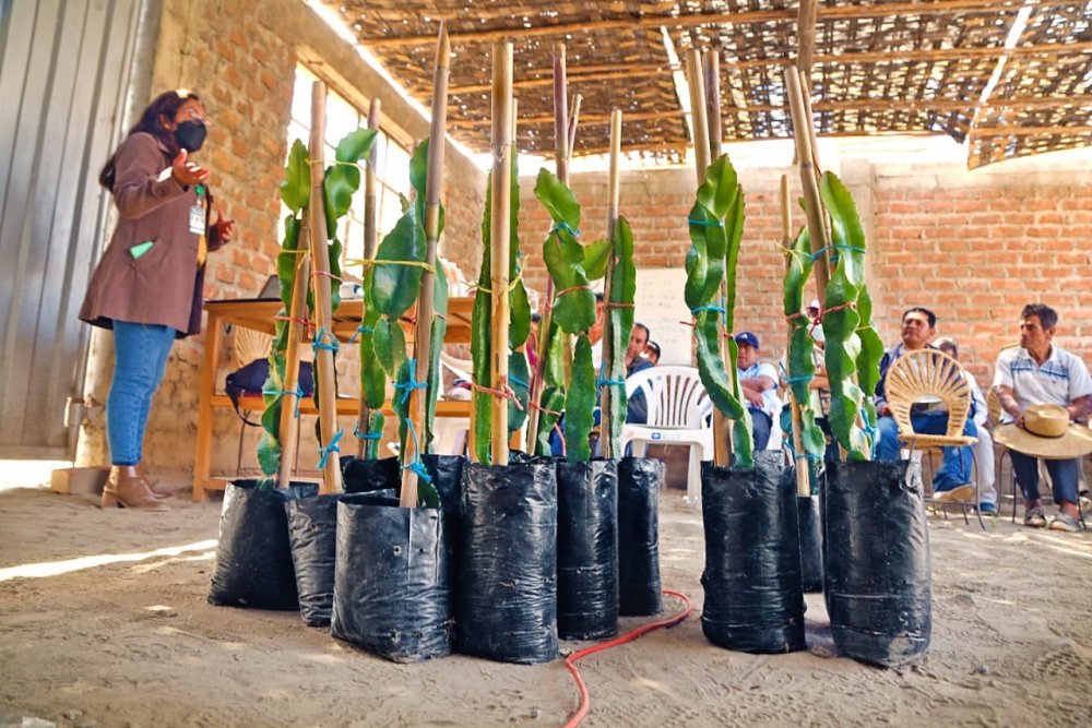 Proyecto especial Chinecas promueve cultivo de pitahayas in vitro en Moro