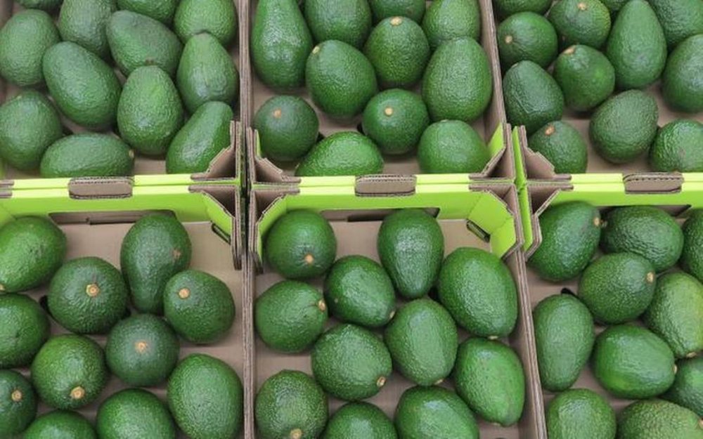 Áncash exporta más de 24 mil toneladas de palta a USA y Europa