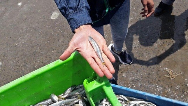 Hallan e incautan 1400 kilos de pejerrey juvenil en muelle de Samanco, pese a veda dispuesta