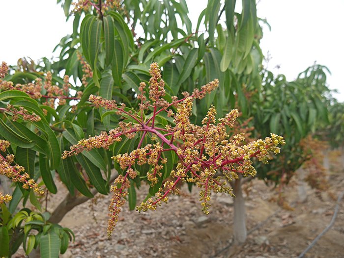 ¿Por qué en el valle de Nepeña en Áncash se poda la primera flor de mango en setiembre?
