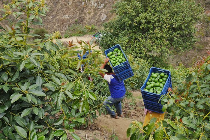 Áncash es la primera región productora de palta orgánica en Perú