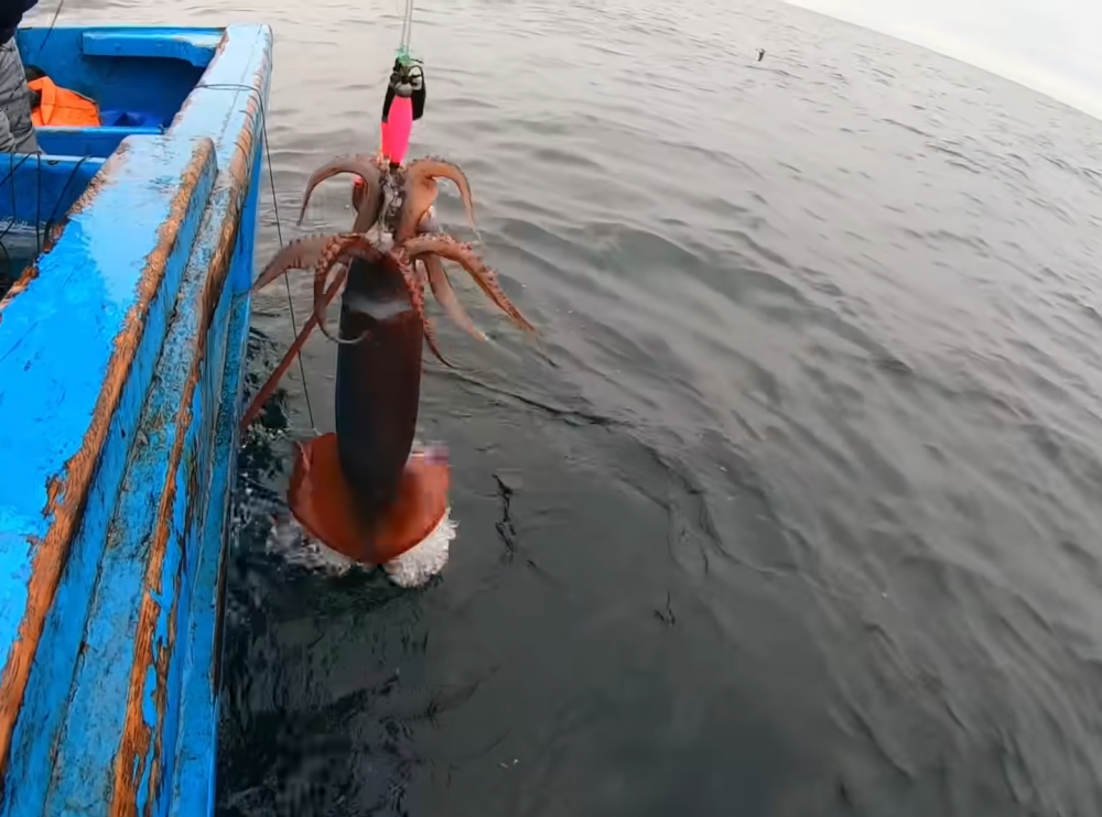 Dos pescadores irían presos por extraer calamar gigante