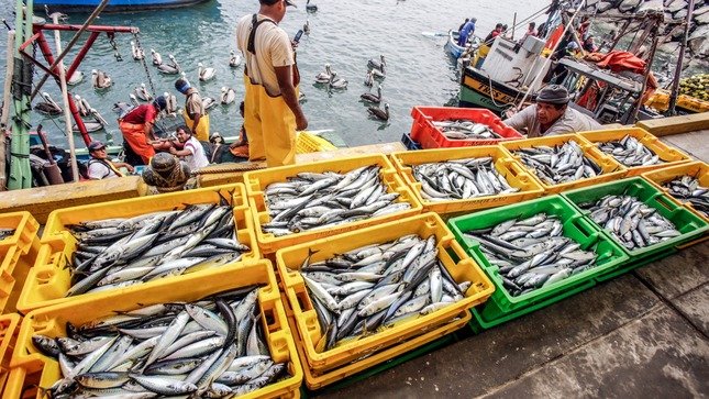 Desembarques pesqueros crecieron 46.1% en marzo del presente año respecto del 2022