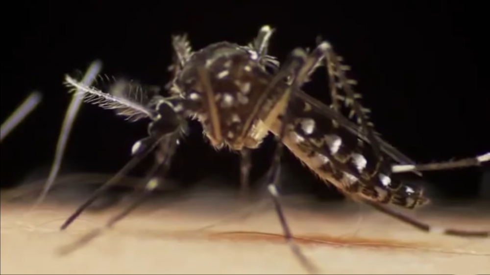 Dengue en Áncash acumula más de 900 casos y registra 10 hospitalizaciones