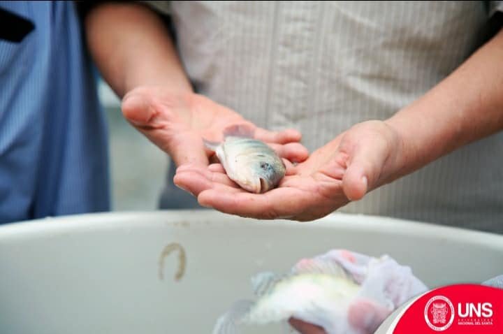 UNS realizó primera cosecha de tilapia y camarón en sistema de recirculación