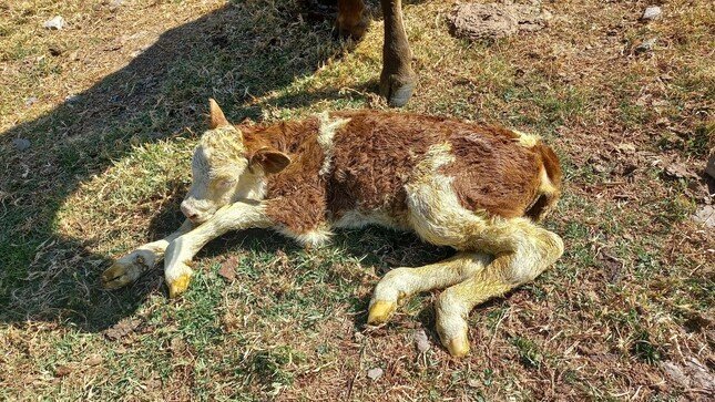 Ancash: Mary, nueva ternera con alta calidad genética por inseminación artificial