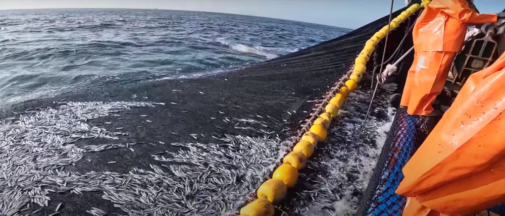 Flota industrial de madera a punto de cumplir su cuota de pesca y lo atribuyen a estado saludable de la anchoveta