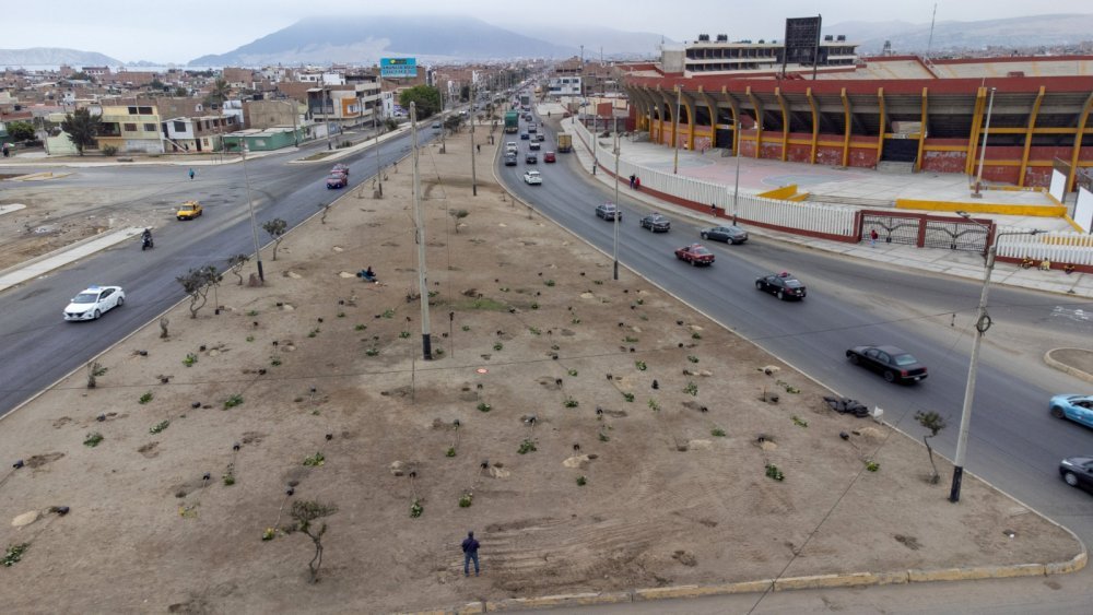 Alcalde Luis Gamarra inició arborización de la Av. Meiggs con la siembra de 200 plantas