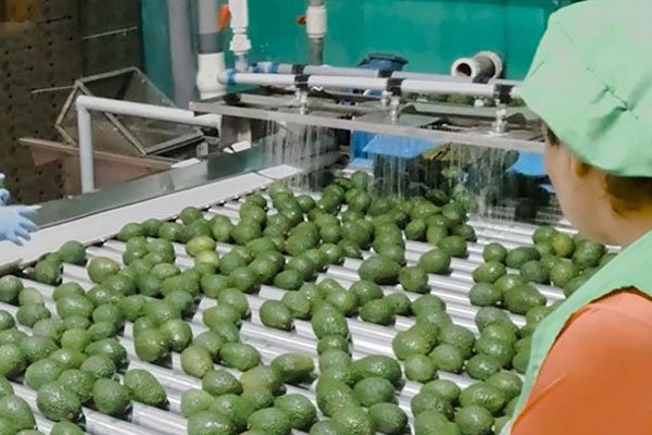 Palta de Áncash conquista mercados internacionales
