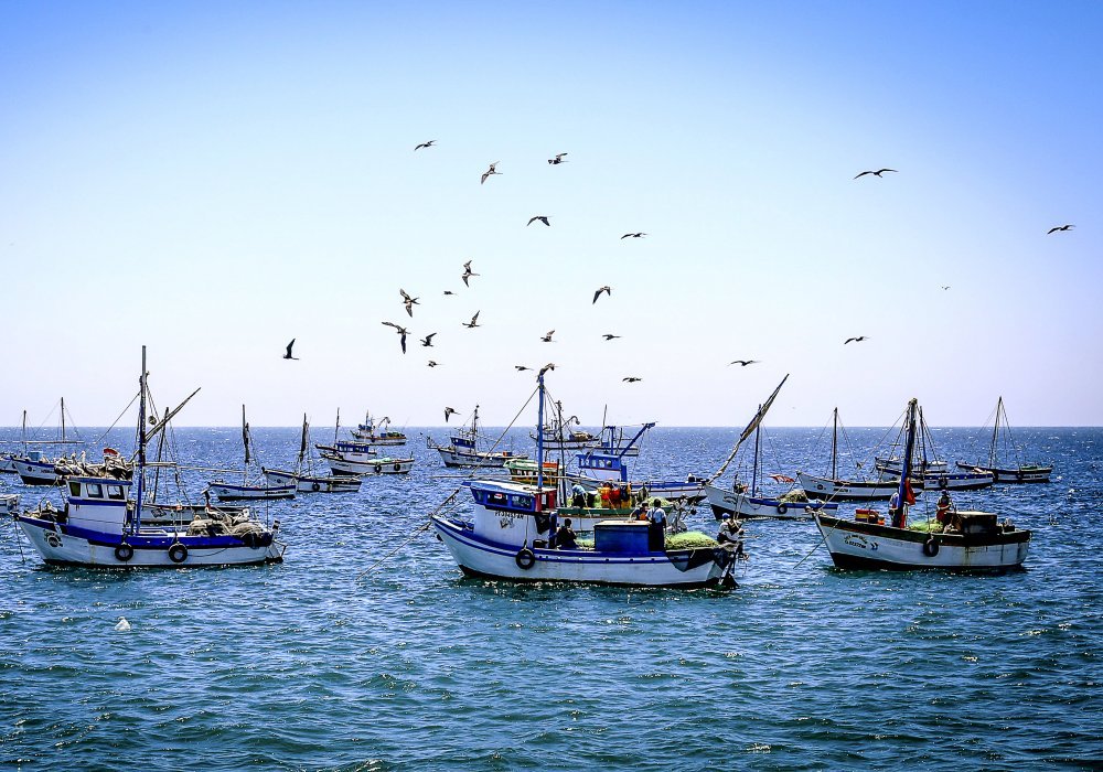 Más de 530 mil consumidores serán protegidos con 530 nuevas habilitaciones sanitarias otorgadas al sector pesquero y acuícola