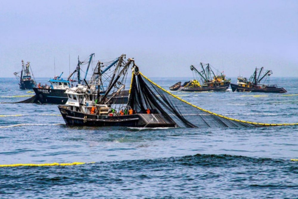 PRODUCE fortalece la sostenibilidad de la anchoveta mediante monitoreo en tiempo real y cierres preventivos