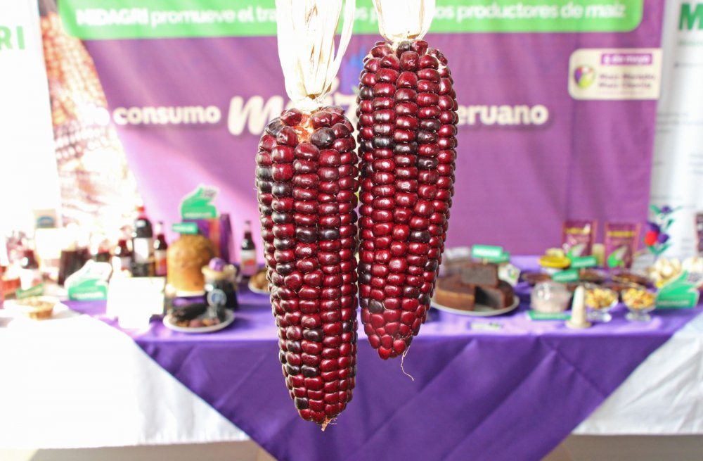 El maíz peruano conquista el mundo: MIDAGRI celebra a 239 mil productores en su día nacional