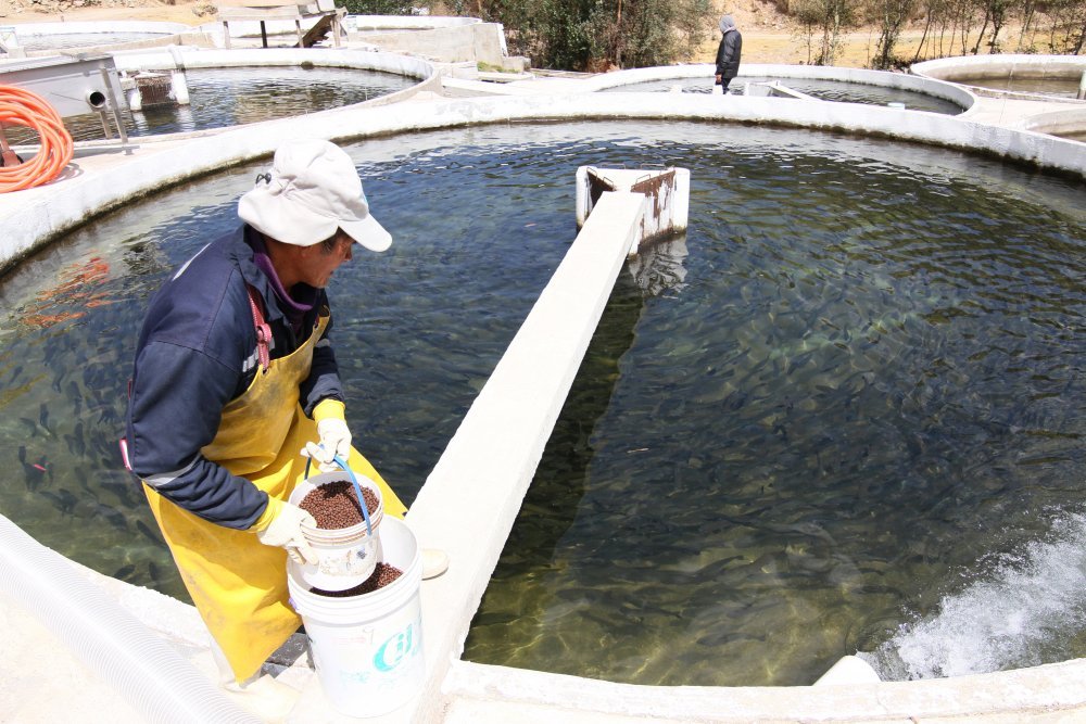 Acuicultores podrán adoptar medidas preventivas para proteger cultivos de trucha, tilapia, langostino y concha de abanico ante el FEN